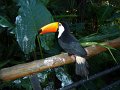 038_Toucan