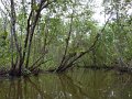027_Itacare_mangrove