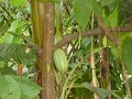 044_Cascade_Tremembe_cacao