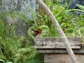 049_Cascade_Tremembe
