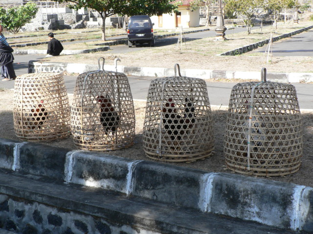 Pura_Ulun_coqs_de_combat.JPG