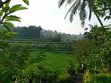Ubud3