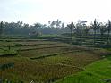Ubud4