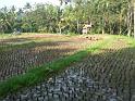 Ubud5