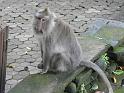 Ubud_foret_des_singes