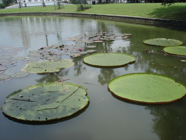 Bogor1.JPG
