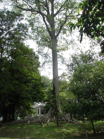 Bogor2.JPG