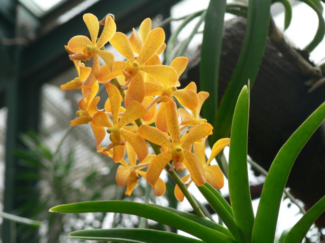 Bogor_jardin_orchidees10.JPG