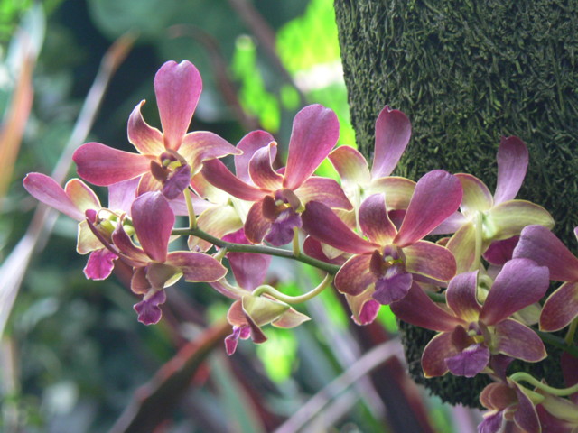 Bogor_jardin_orchidees11.JPG
