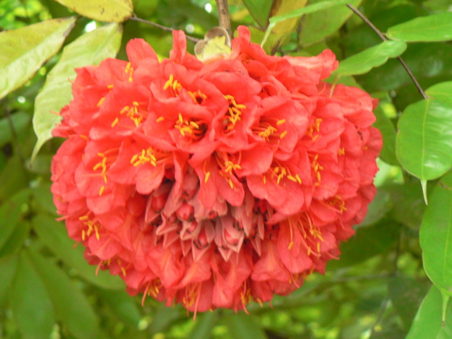 Bogor_jardin_orchidees16.JPG
