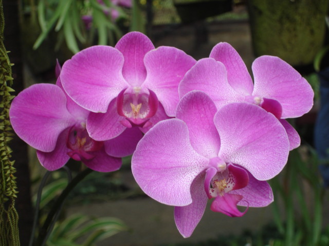 Bogor_jardin_orchidees2.JPG