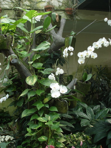Bogor_jardin_orchidees3.JPG