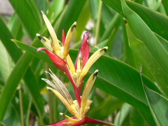 Bogor_jardin_orchidees5.JPG