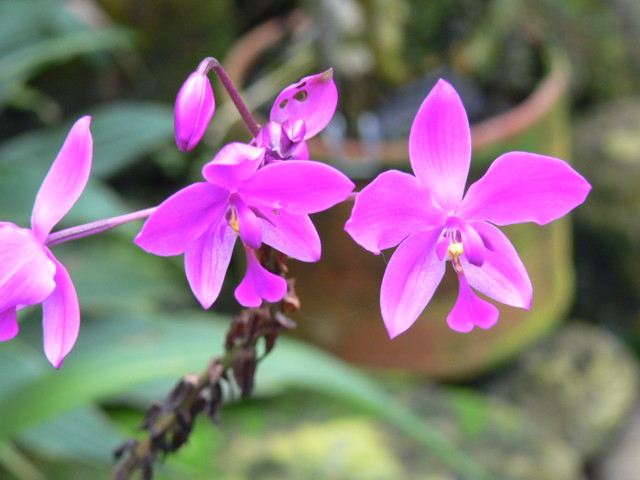 Bogor_jardin_orchidees7.JPG