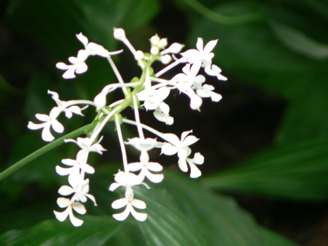 Bogor_jardin_orchidees8.JPG