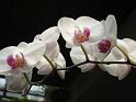 Bogor_jardin_orchidees1