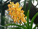 Bogor_jardin_orchidees10