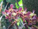 Bogor_jardin_orchidees11