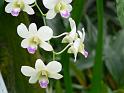 Bogor_jardin_orchidees12