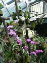 Bogor_jardin_orchidees13