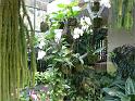 Bogor_jardin_orchidees14