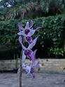Bogor_jardin_orchidees15