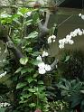 Bogor_jardin_orchidees3