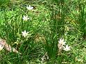 Bogor_jardin_orchidees4