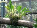 Bogor_jardin_orchidees6