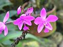 Bogor_jardin_orchidees7