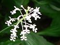 Bogor_jardin_orchidees8