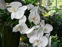 Bogor_jardin_orchidees9