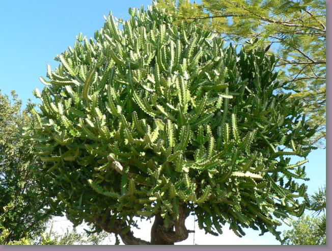 Cliquer pour l\'image originale