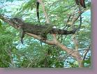 un iguane * 640 x 480 * (165KB)