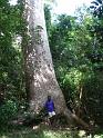 Thomas_et_le_kauri