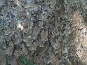 ecorce_de_kauri