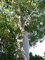 kauri