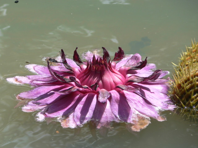 jardin_botanique_2.JPG
