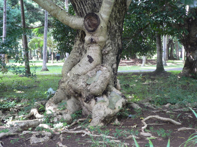 jardin_botanique_3.JPG