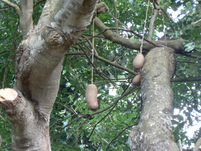 jardin_botanique_arbre_calebasse.JPG