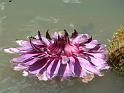 jardin_botanique_2