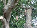 jardin_botanique_arbre_calebasse