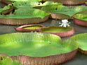 jardin_botanique_nenuphars_geants