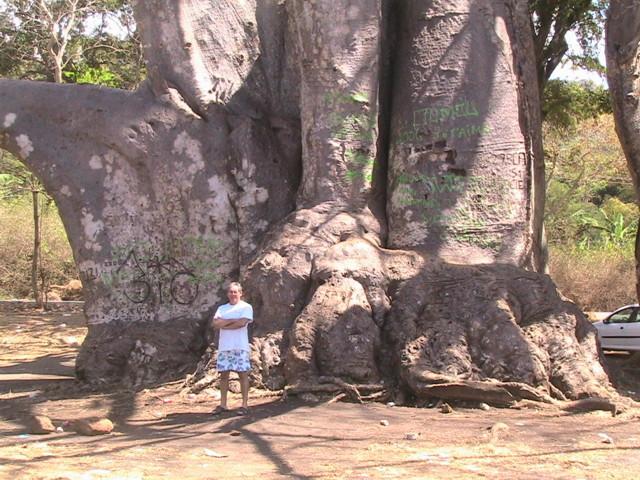 le_plus_gros_baobab_de_Mayotte.JPG