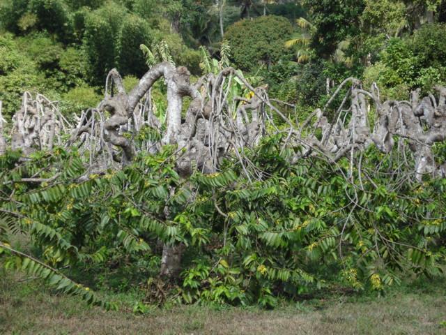 plantation_d'ylang_ylang.JPG