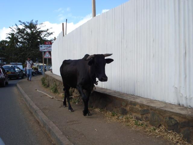 zebu.JPG