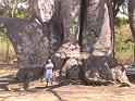 le_plus_gros_baobab_de_Mayotte