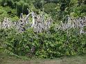 plantation_d'ylang_ylang