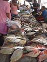 Koki_Market5
