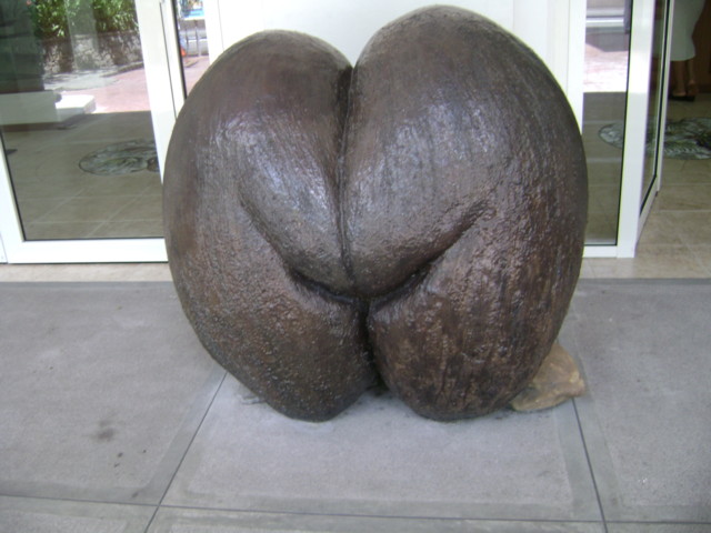 coco_fesses.JPG